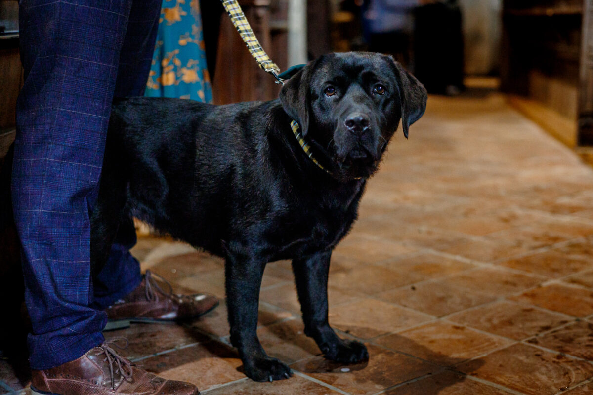 dogs at weddings